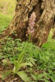 Orchis × loreziana. Цветущее растение (высота — 39 см, длина соцветия — 13 см). Крым, р. Бурульча, лиственный лес. 27.04.2024.