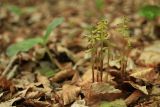 Corallorhiza trifida. Отцветающие растения. Крым, западный склон Долгоруковской яйлы, буковый лес. 27.04.2024.