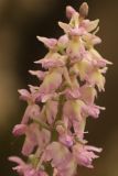 Orchis × loreziana. Верхушка соцветия. Крым, р. Бурульча, лиственный лес. 27.04.2024.