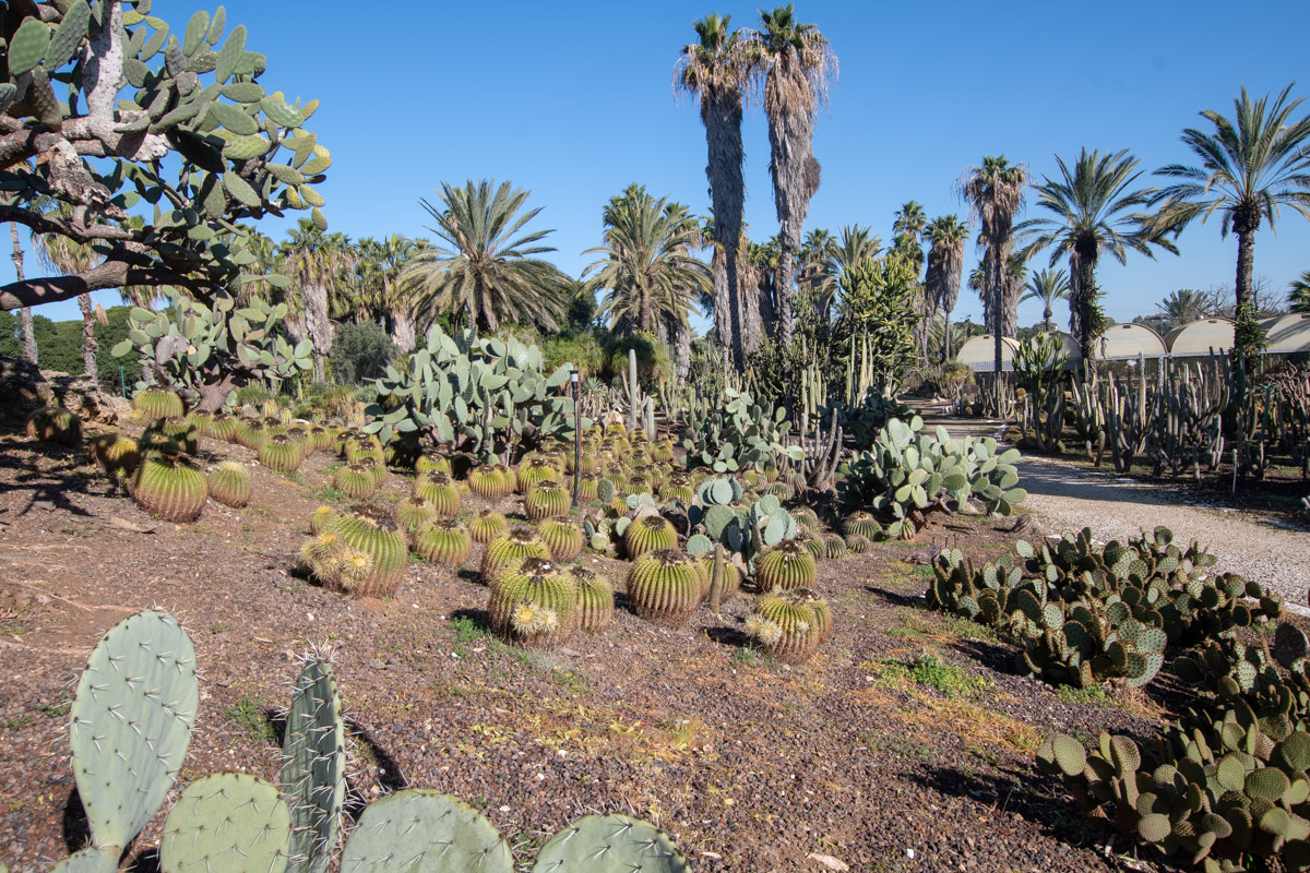 Сад кактусов, изображение ландшафта.