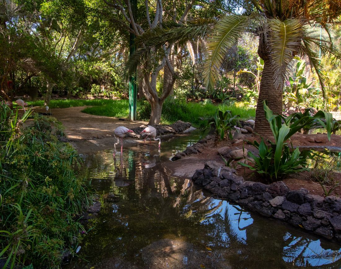 Ботанический сад Фуэртевентуры, изображение ландшафта.