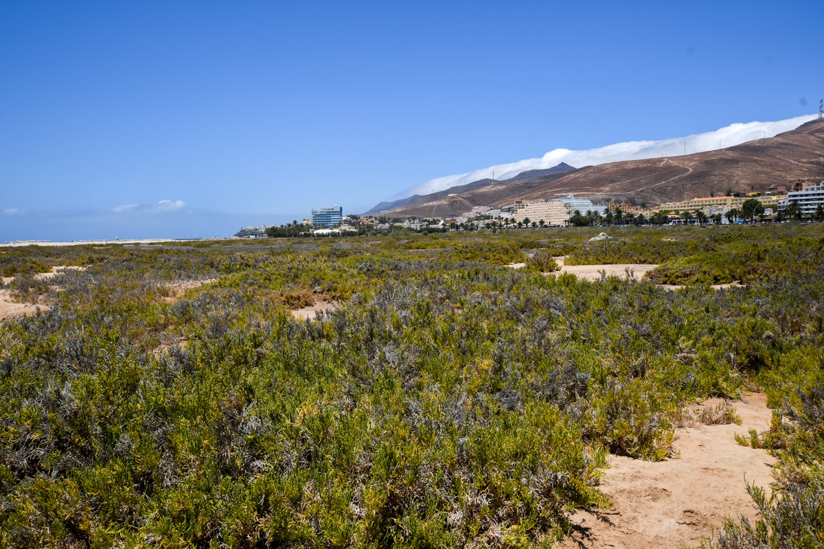 Saladar de Jandia, image of landscape/habitat.