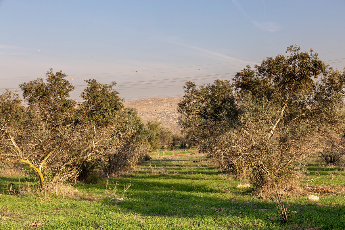 Лес Шоам и окрестности, изображение ландшафта.