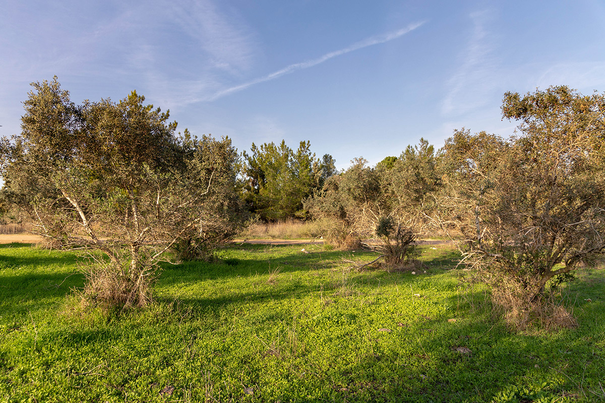 Лес Шоам и окрестности, изображение ландшафта.