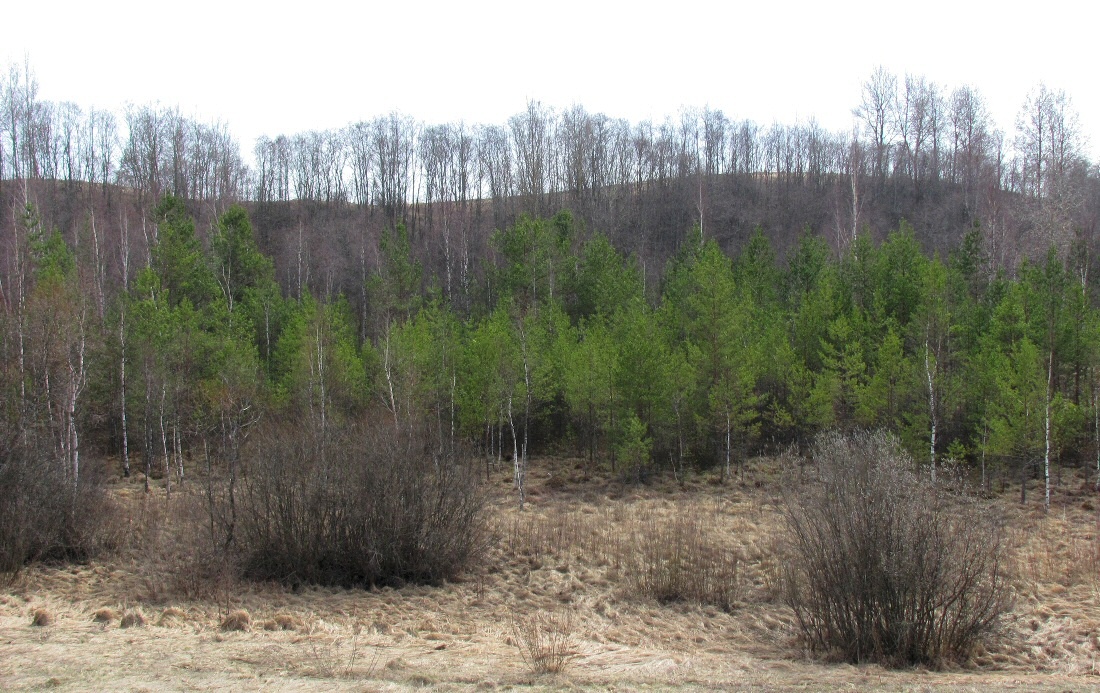 Верховья Каспли, image of landscape/habitat.