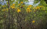 Rhododendron luteum. Крона цветущего куста. Абхазия, Гагрский р-н, окр. с. Лдзаа, широколиственный лес. 11.04.2024.
