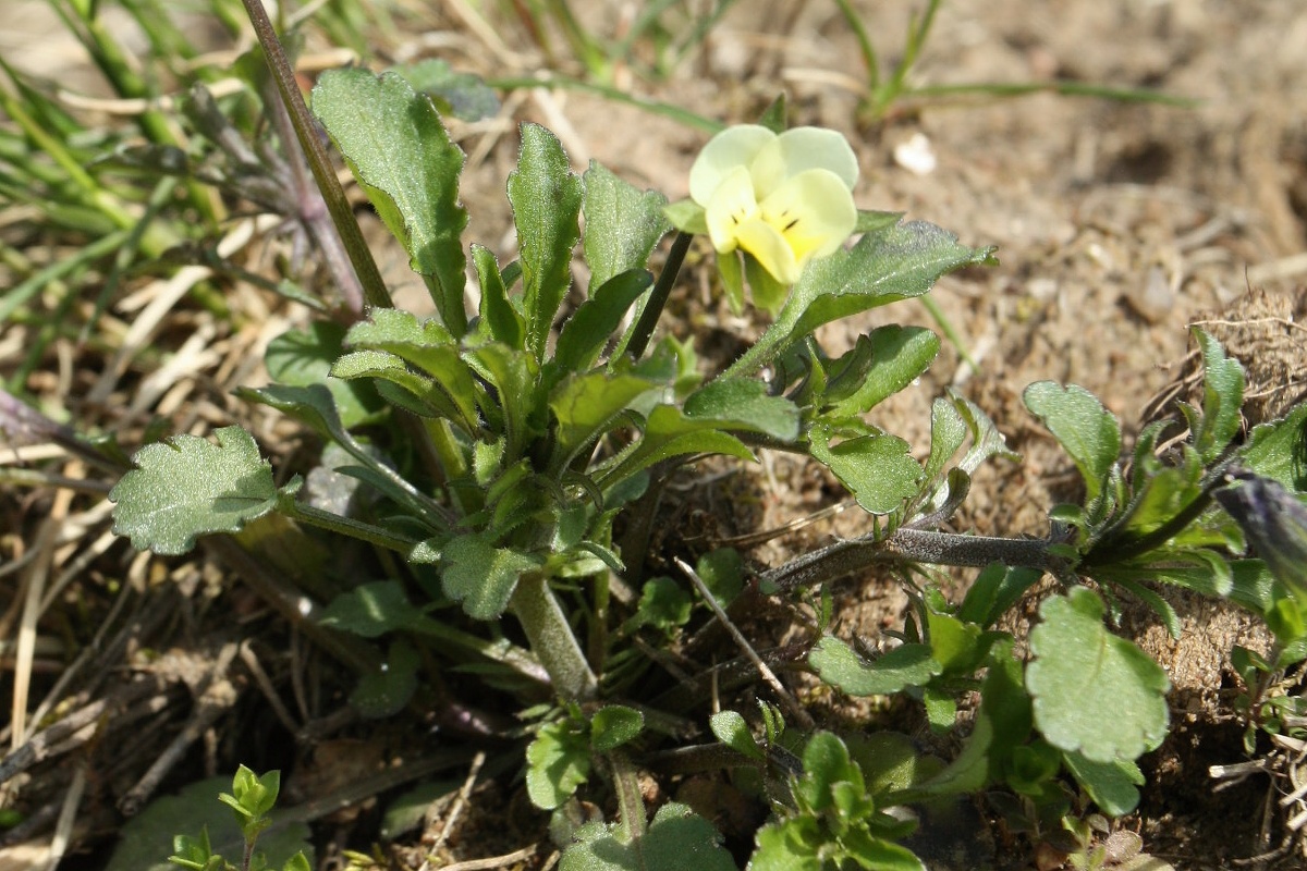 Image of Viola arvensis specimen.