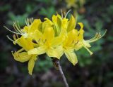 Rhododendron luteum. Соцветие. Абхазия, Гагрский р-н, окр. с. Лдзаа, широколиственный лес. 11.04.2024.