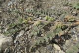 Astragalus contortuplicatus