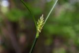 Carex remota