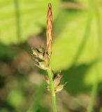 Carex pilulifera