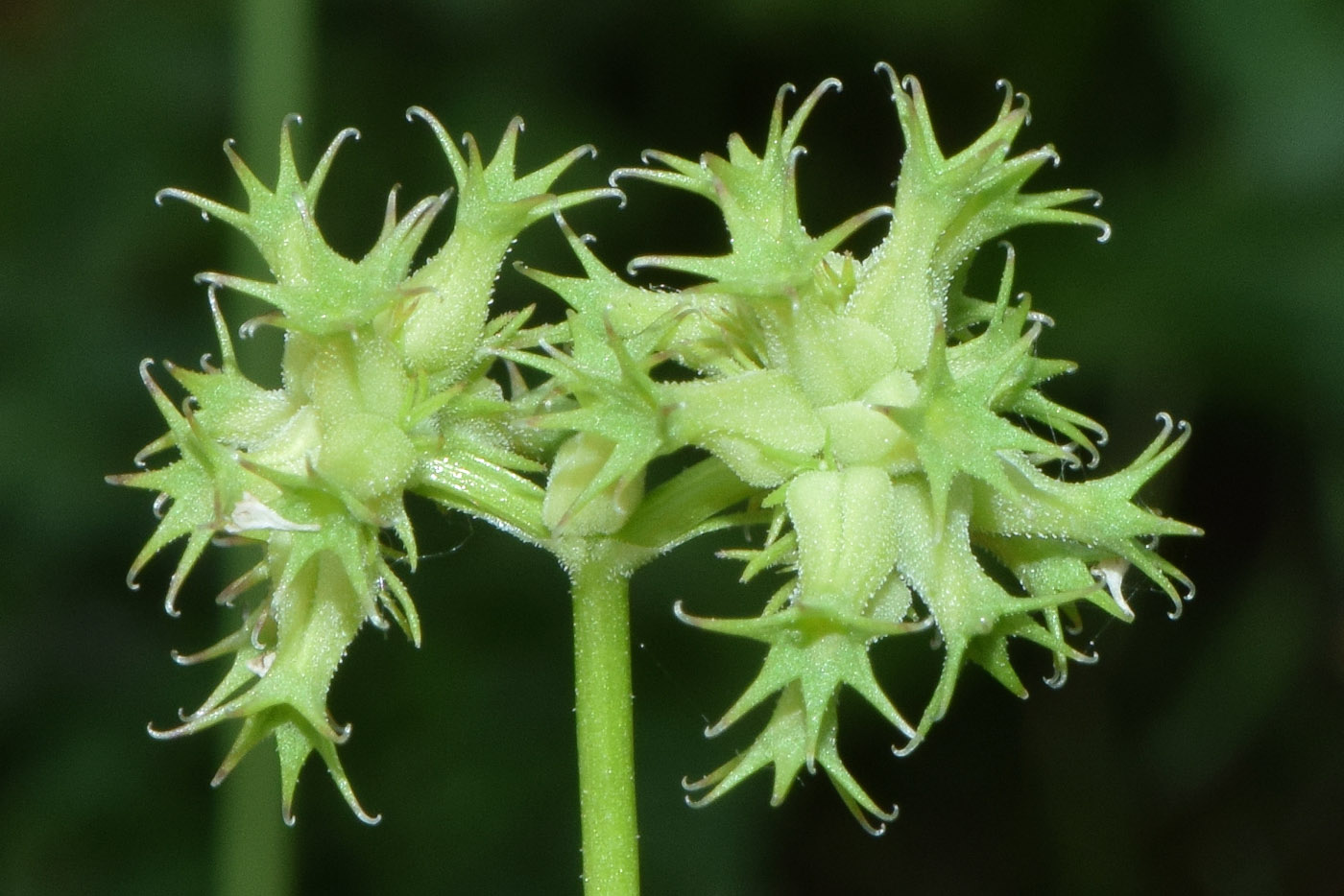 Изображение особи Valerianella dactylophylla.