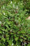 Eriogonum grande. Вегетирующее растение. США, Калифорния, Санта-Барбара, ботанический сад. 27.02.2017.