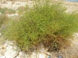 Ochradenus baccatus. Цветущее растение. Израиль, впадина Мертвого моря, киббуц Эйн-Геди. 25.04.2017.