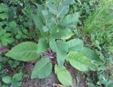 Verbascum подвид abietinum
