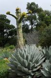 Agave sebastiana. Растение с формирующимся цветоносом. США, Калифорния, Санта-Барбара, ботанический сад. 27.02.2017.
