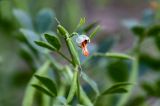 Zygophyllum fabago. Цветок и плод. Дагестан, г. Дербент, каменистый склон. 30.07.2022.