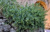 Zygophyllum fabago. Плодоносящее растение. Дагестан, г. Дербент, на каменной стене. 30.07.2022.