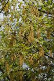 Quercus kelloggii. Ветви с распускающимися листьями и соцветиями. США, Калифорния, Санта-Барбара, ботанический сад. 27.02.2017.