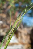 Carex aquatilis