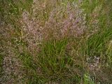 Agrostis &times; murbeckii