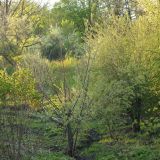 Salix &times; fragilis