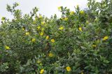 Dendromecon harfordii. Верхушка цветущего растения. США, Калифорния, Санта-Барбара, ботанический сад. 27.02.2017.
