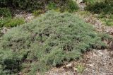 Artemisia californica. Вегетирующее растение ('Canyon Grey'). США, Калифорния, Санта-Барбара, ботанический сад. 27.02.2017.