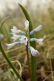 Hyacinthella pallasiana