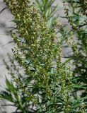 Artemisia montana. Часть побега с соцветиями. Курильские о-ва, о-в Итуруп, Белые скалы, осыпающийся каменистый склон. 23.08.2023.
