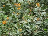 Heteromeles arbutifolia. Ветвь с соплодиями. США, Калифорния, Санта-Барбара, ботанический сад. 27.02.2017.