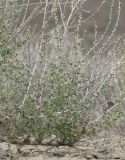 Salsola orientalis