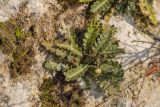 Ceterach officinarum. Вегетирующее растение. Абхазия, окр. г. Новый Афон, Армянское ущелье, на скале. 18.02.2022.