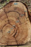 Sequoiadendron giganteum. Cпил ствола с датировкой колец по годам. США, Калифорния, Санта-Барбара, ботанический сад. 27.02.2017.