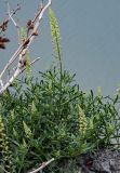 Reseda lutea. Верхушка цветущего растения (рядом видны побеги Xanthium). Дагестан, Унцукульский р-н, долина р. Аварское Койсу, побережье Ирганайского водохранилища, каменистый склон. 01.05.2022.