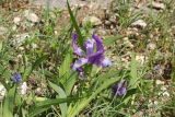Iris aphylla