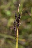 Carex kotschyana