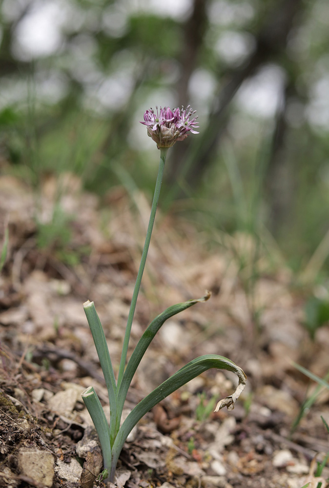 Изображение особи Allium quercetorum.