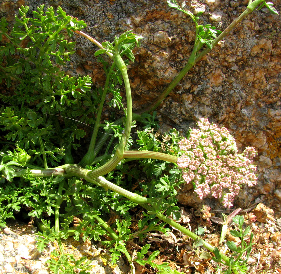 Изображение особи Daucus carota ssp. hispanicus.
