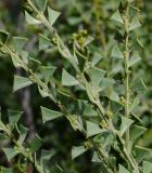 Acacia truncata