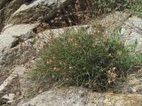Campanula ardonensis. Плодоносящее растение. Северная Осетия, Алагирский р-н, окр. пос. Мизур, ок. 1100 м н.у.м., скальный выход 11.07.2021.