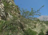 Cotoneaster melanocarpus. Плодоносящее деревце. Северная Осетия, Алагирский р-н, окр. пос. Мизур, ок. 1100 м н.у.м., скальный выход. 11.07.2021.