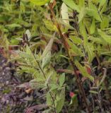 Oenothera pilosella