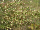Artemisia opulenta