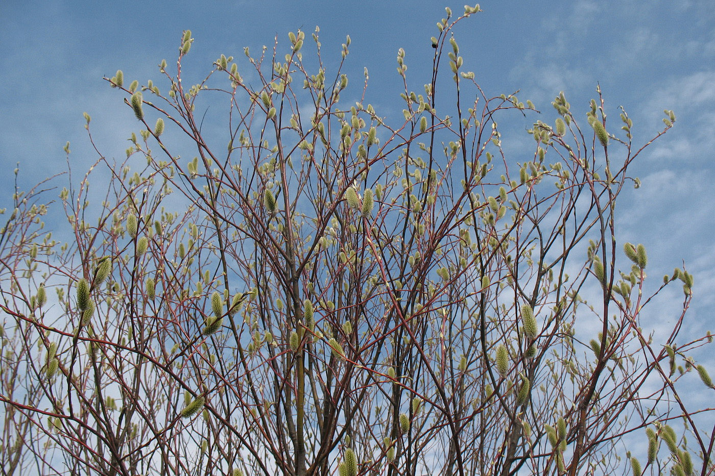 Image of Salix acutifolia specimen.