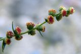 Artemisia pamirica
