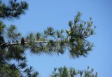 Pinus pityusa. Ветвь с незрелыми шишками. Крым, г. Феодосия, в культуре. 25 июня 2016 г.