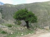 Prunus cerasifera. Взрослое дерево. Северная Осетия, Алагирский р-н, окр. пос. Мизур, ок. 1300 м н.у.м., у дороги. 11.07.2021.