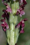 Pedicularis oederi f. rubra