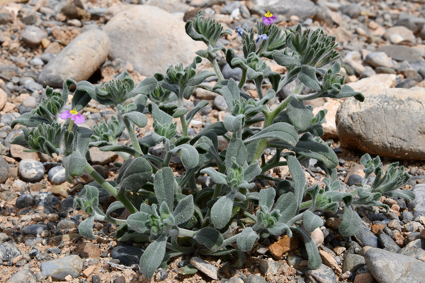 Изображение особи Arnebia obovata.